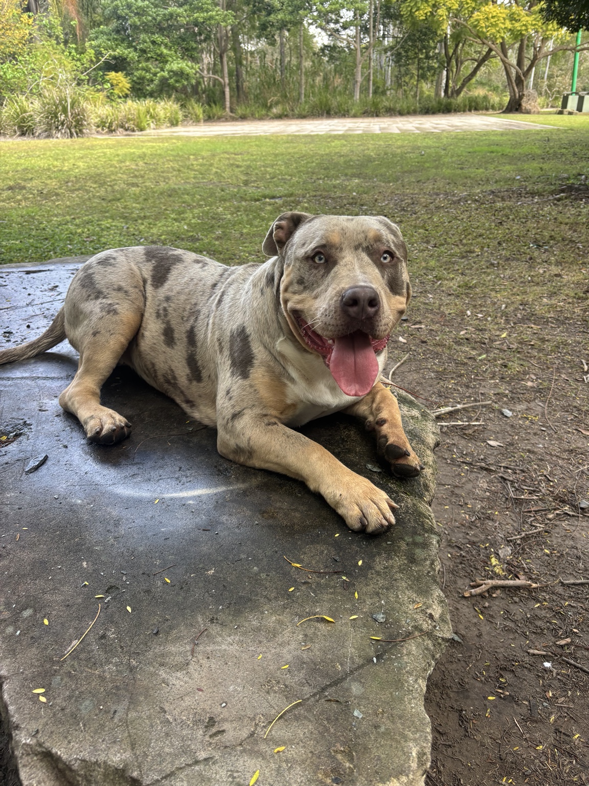 Xena resting